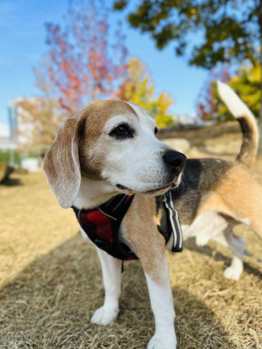 𝐇𝐚𝐯𝐞 𝐚 𝐧𝐢𝐜𝐞 𝐝𝐚𝐲🍁🐶❤️
秋がすすんでいますね
#ビーグル
#ビーグル小太郎
#beagle