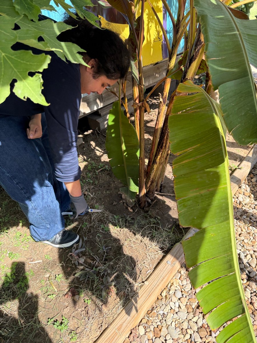 Students <a href="/IandGCenter/">I&G Center</a> have been busy preparing for tomorrow's #DiaDeLosMuertos campus celebration! It begins at 1:30pm with students presenting their 5 senses learning projects.  The community is invited! <a href="/gutiexfer/">Fernando X Gutierrez</a> <a href="/McAllenISD/">McAllen ISD</a> <a href="/CityofMcAllen/">City of McAllen, TX</a> #TransitionalEmotionalIntelligence