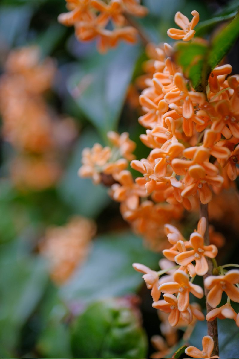 senchan_0323's tweet photo. 金木犀
shot on #fujifilmXH2 #XH2 #XF30F28 #XF30
FUJIFILM X-H2 + XF30mmF2.8 R LM WR Macro #proneghi https://t.co/S7zQJGCGIA
