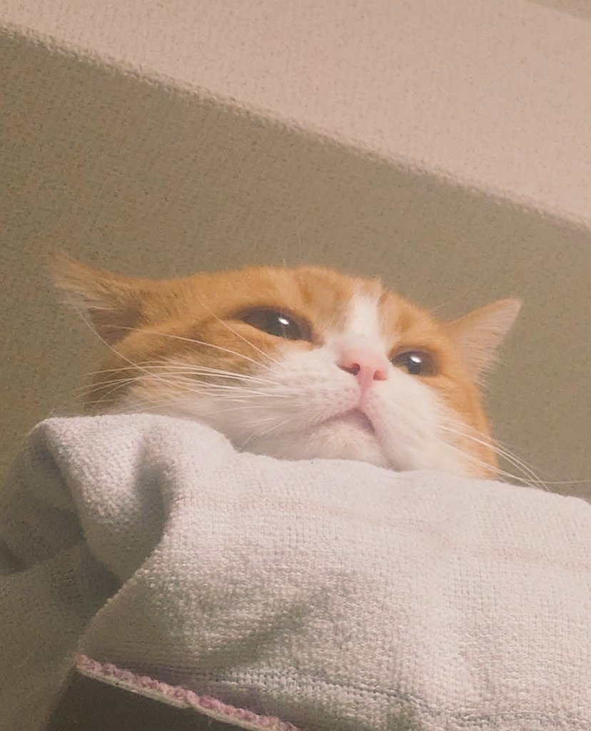 おちゃまる (@ochamarusan0126) / Posts / X