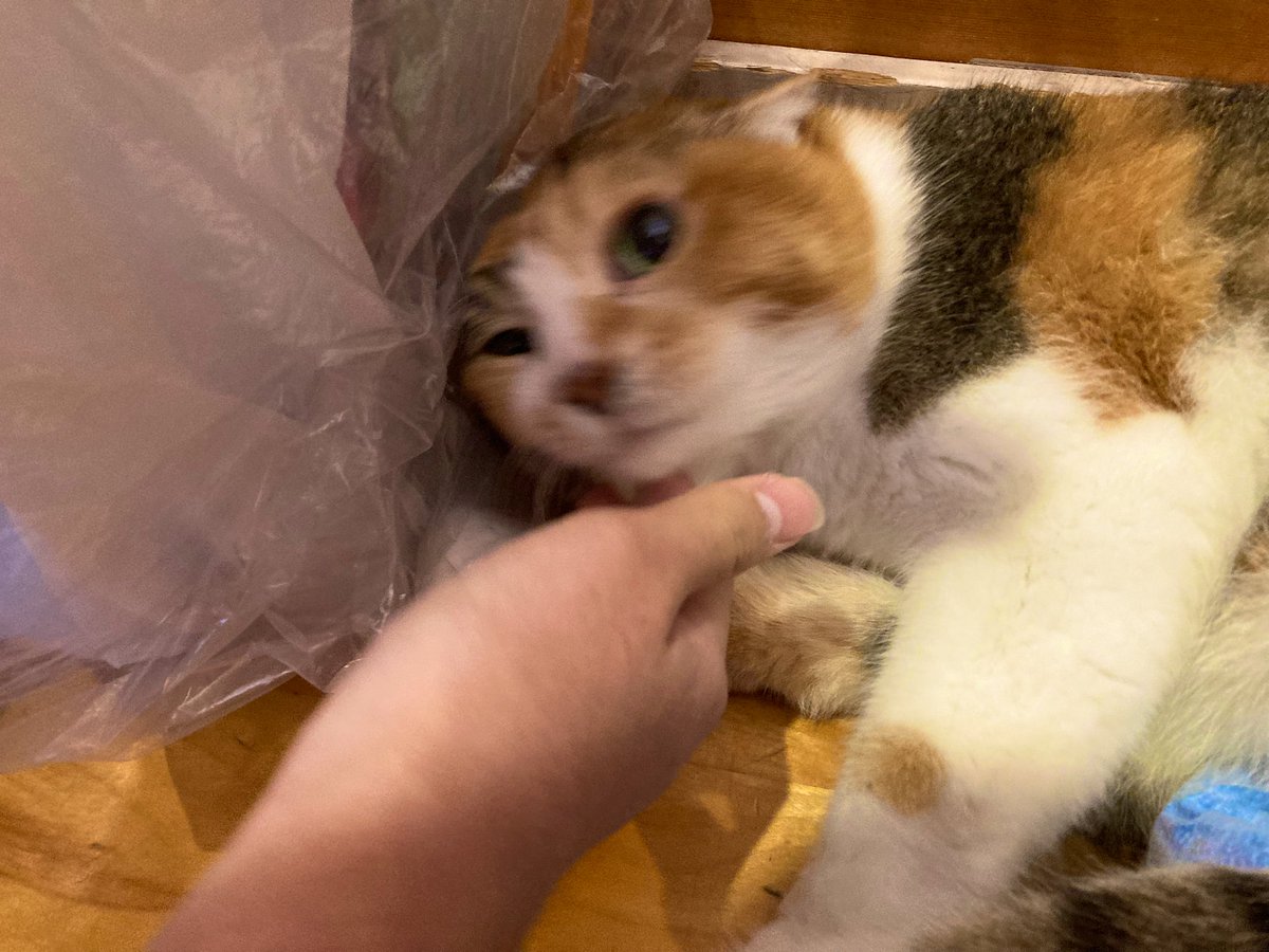mofumofu111122's tweet photo. 27日えんたね(@entane50)さんによる
動物愛護教室とふれあい体験

新しいお友達に笑顔あふれる。
癒しと命のあたたかさ😊

猫さん達、目や足が不自由でも大切にされて 優しくて しあわせ伝わる🌱

🔽左から🐕ブンブン10ヶ月（エキゾチックブリー）ちゃこぼん13歳（シーズー）
😸ミーコ15歳/ジョー4ヶ月 https://t.co/86P9p9JR4z