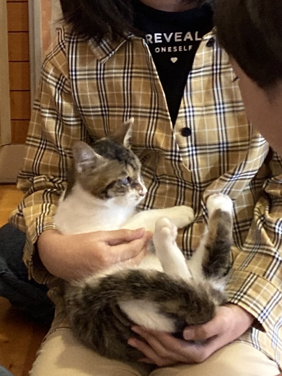 mofumofu111122's tweet photo. 27日えんたね(@entane50)さんによる
動物愛護教室とふれあい体験

新しいお友達に笑顔あふれる。
癒しと命のあたたかさ😊

猫さん達、目や足が不自由でも大切にされて 優しくて しあわせ伝わる🌱

🔽左から🐕ブンブン10ヶ月（エキゾチックブリー）ちゃこぼん13歳（シーズー）
😸ミーコ15歳/ジョー4ヶ月 https://t.co/86P9p9JR4z