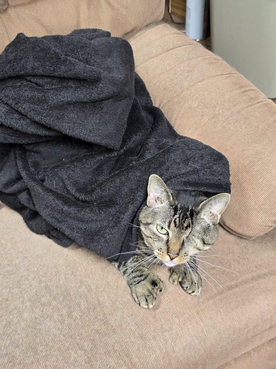 #nationalcatday it my boy he's super sweet :3