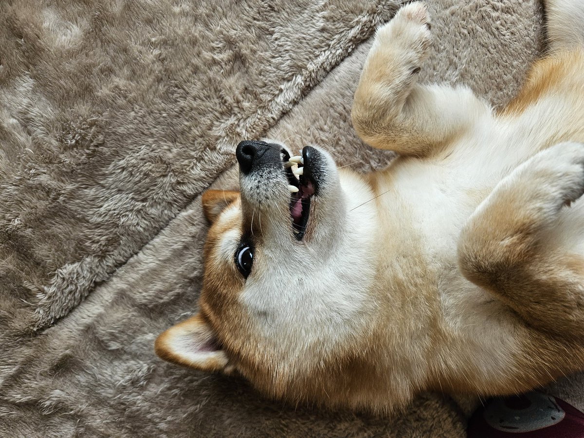 トイプーママ❤️ ママ on X