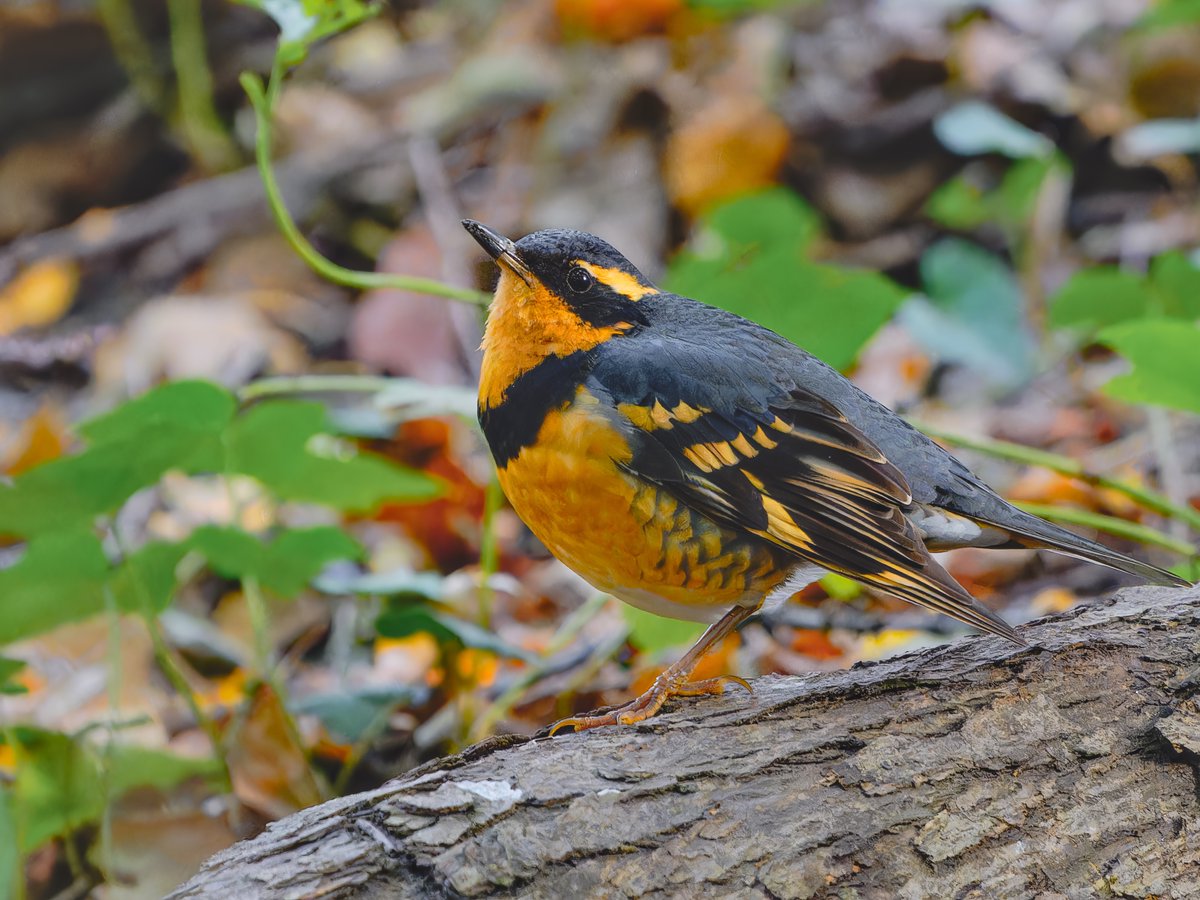 Varied Thrush
Prospect Park
Brooklyn, NY