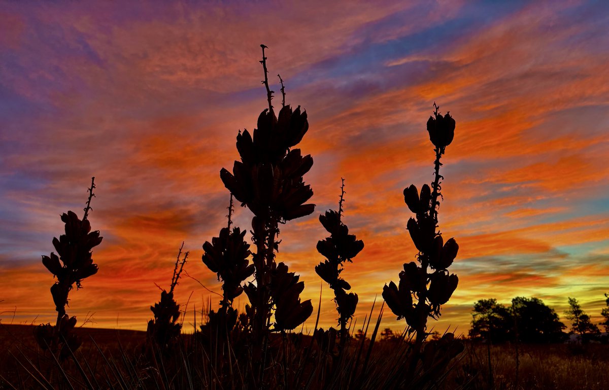 Chilly morning, hot #sunrise!!
#montana #yellowstone