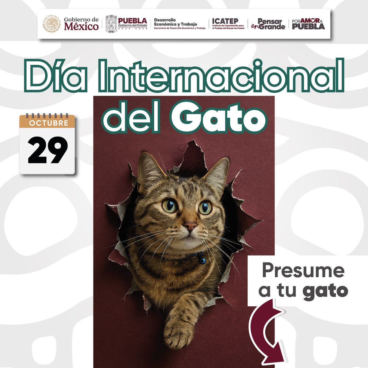 Hoy celebramos a quienes dominan la casa y roban corazones con un solo maullido. 🐈

Reconocemos su presencia en nuestra vida diaria y el cariño que nos brindan, recordándonos la importancia de cuidar y respetar a todos los seres vivos. 💛

#PensarEnGrande #PorAmorAPuebla
