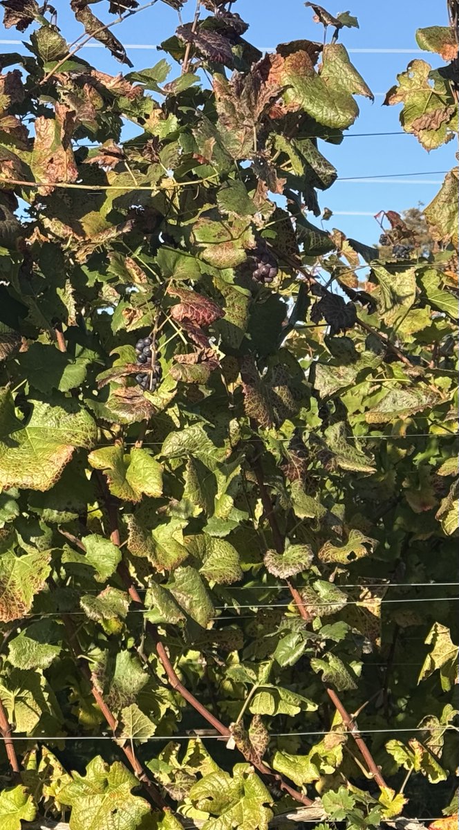 おやき工房 旬菜花 【公式】 on X