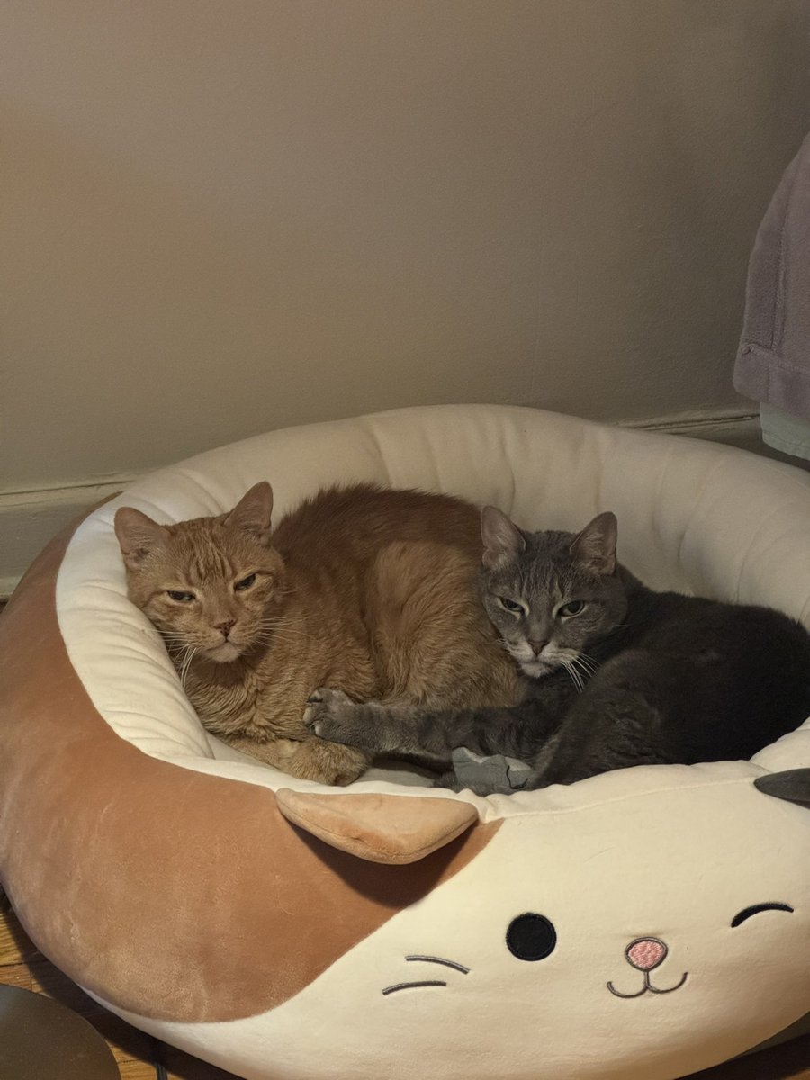 amy_grech's tweet photo. #HappyNationalCatDay! #CatsOnTwitter #CatsOfX https://t.co/cTXIwSWtw2