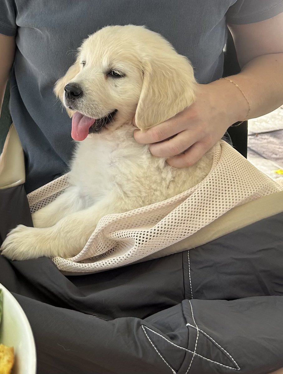 The Adventures of Beau & Dusty tweet media