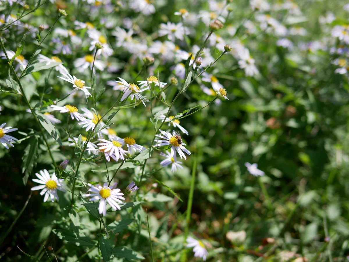 lc575able's tweet image. 昨日は晴れて気持ちの良い天気でした。鳥取市湖山池の青島に行ってきました。

手前が湖山池、奥は日本海、右手は鳥取空港です。

野の花にミツバチが止まっています。

デジカメはLumix GX-7mk II、フィルムカメラはOlympus Pen-FTです。
#Lumix  #Olympus #湖山池