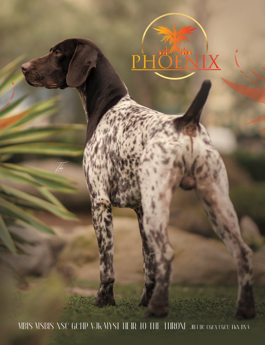 Showsight's tweet image. MBIS MSBIS NSC GCHP VJK-MYST HEIR TO THE THRONE
JH FDC CGCA CGCU TKN BN VN

Amazing Phoenix🔥

showsightmagazine.com/dog-breeds/ger…

#germanshorthairedpointer #purebred #dogshow #dogshow2025 #bestinshow #bestinshowsight #showsightmag