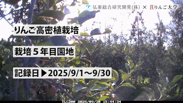 りんごんページ りんご on X