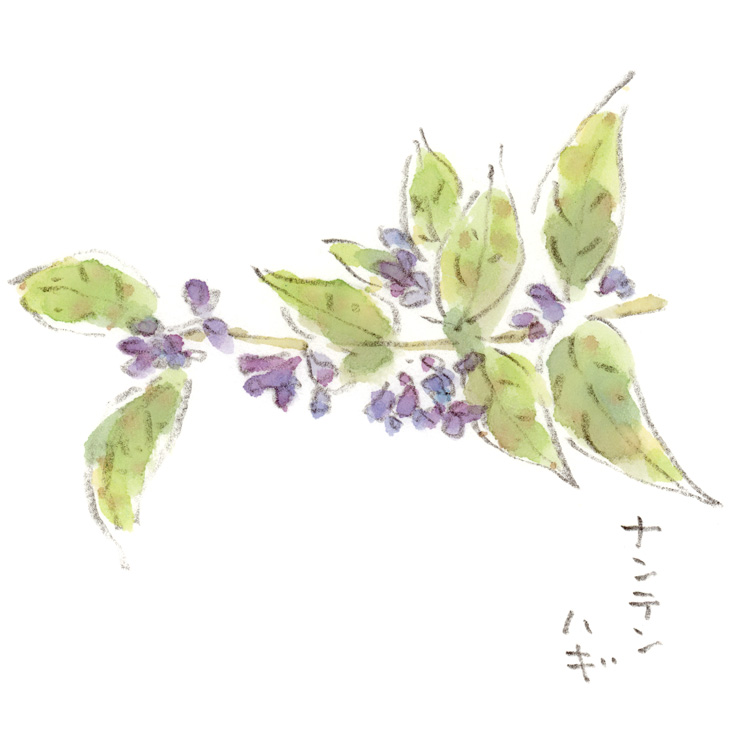 お花々＊様 ヤサカ リーンフォースSI FLA [卓球ラケット(フレア)] ラケット