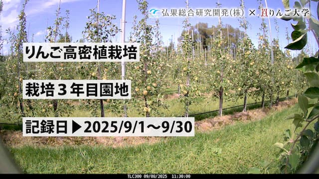 りんごページ フルベジ りんごの芯抜き FV-611 下村工業 調理小物