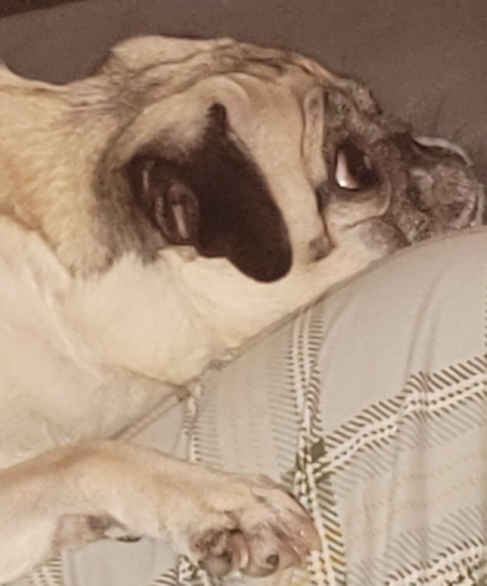 SarahPug12's tweet photo. If you are wondering 🤔 why Stella's eyes are popping... now you know! 🐱 😂 Happy Wednesday evening, friends! #Stella #BabyGirl #Crazygirl #Dexter #RescueKitty #ChillKitty https://t.co/vUqxd3dggr