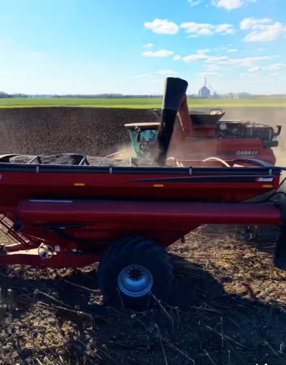 Knocked out some sunflowers before the rain photo credit IG @agwithbella