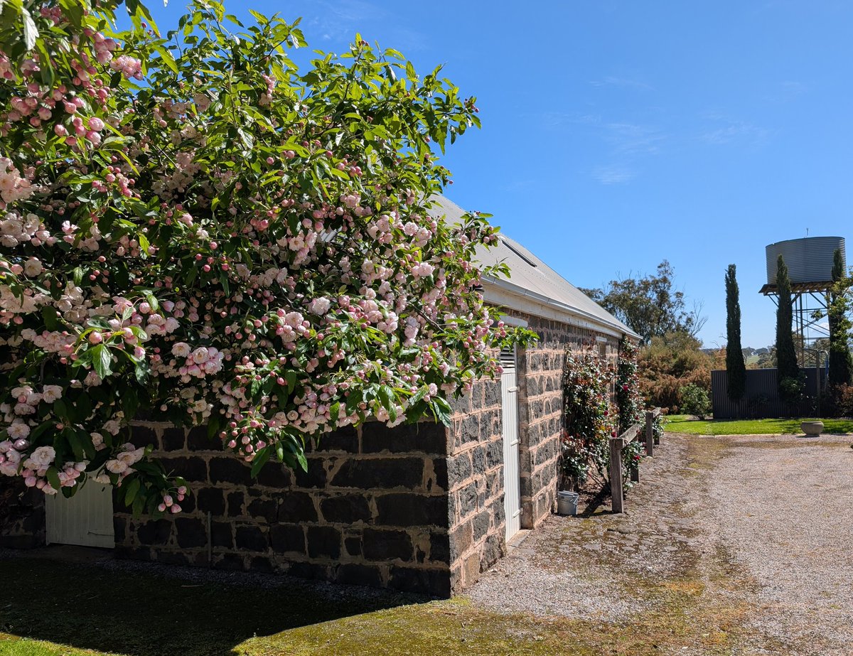 Bundogs's tweet photo. Road trip yesterday to provide some gardening advice for another property - great weather to wander about 😊 #heritagegarden #cavendish #springviews https://t.co/xYOvxLeBat