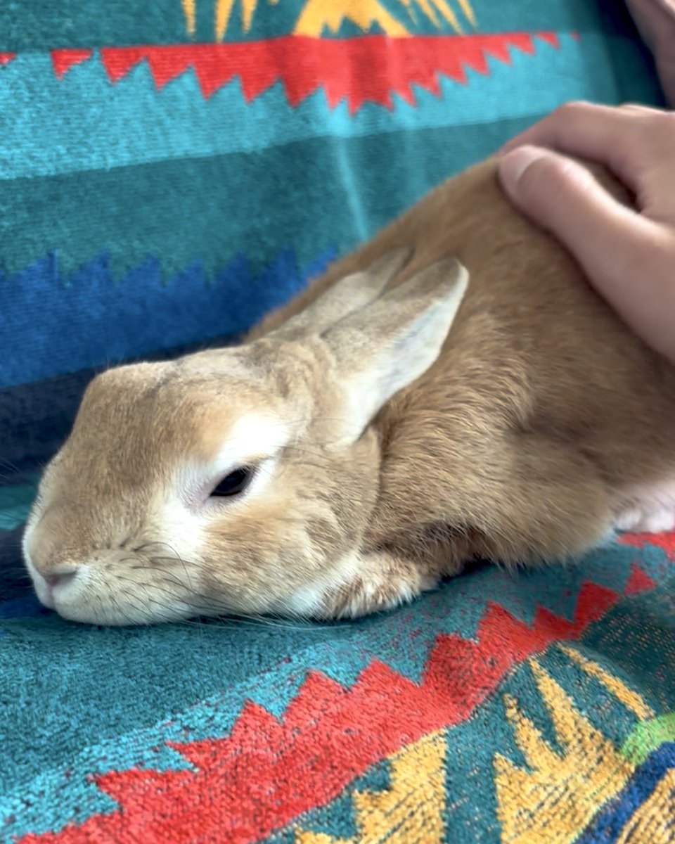 sosou79's tweet image. うちのうさちゃんが誕生日だから投稿したいだけの飼い主です。祝10/30🎈🎊
#うさぎのいる暮らし