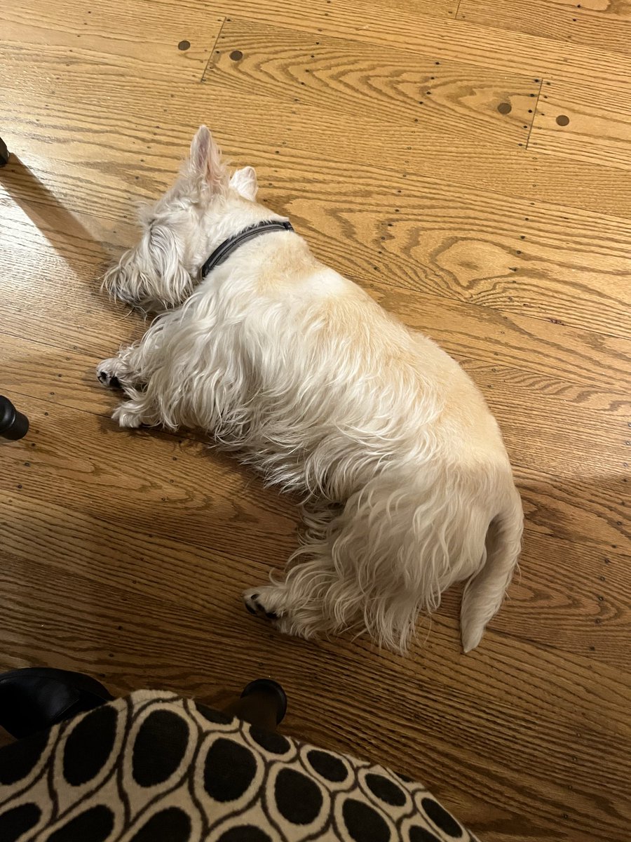 rozcar28's tweet image. Apparently new squeaky toys are exhausting! #Dogs #Scottishterrier #LightsOut