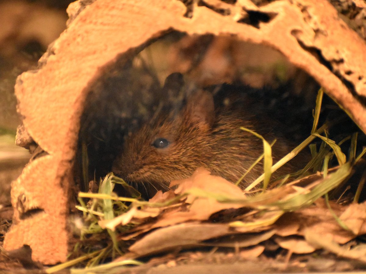 東京文化財ウィーク で配布する「解説カード」に #アマミトゲネズミ と