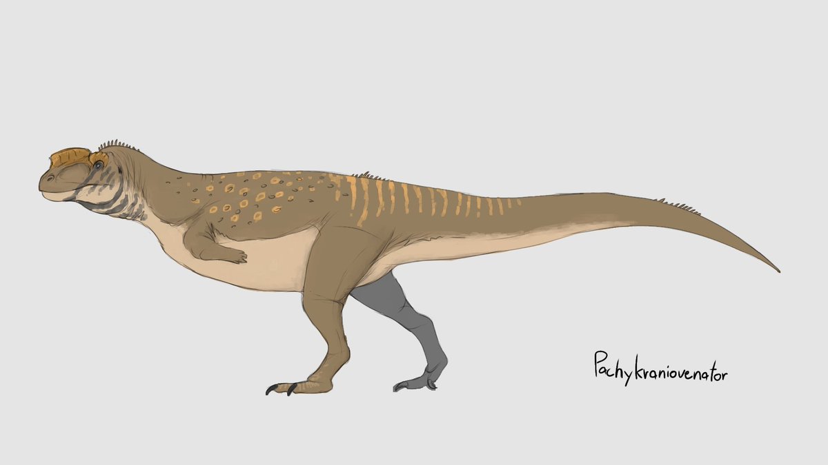 Pachykraniovenator ariesa

A speculative Abelisaurid with thick boss on its head, use to ram prey or opponent