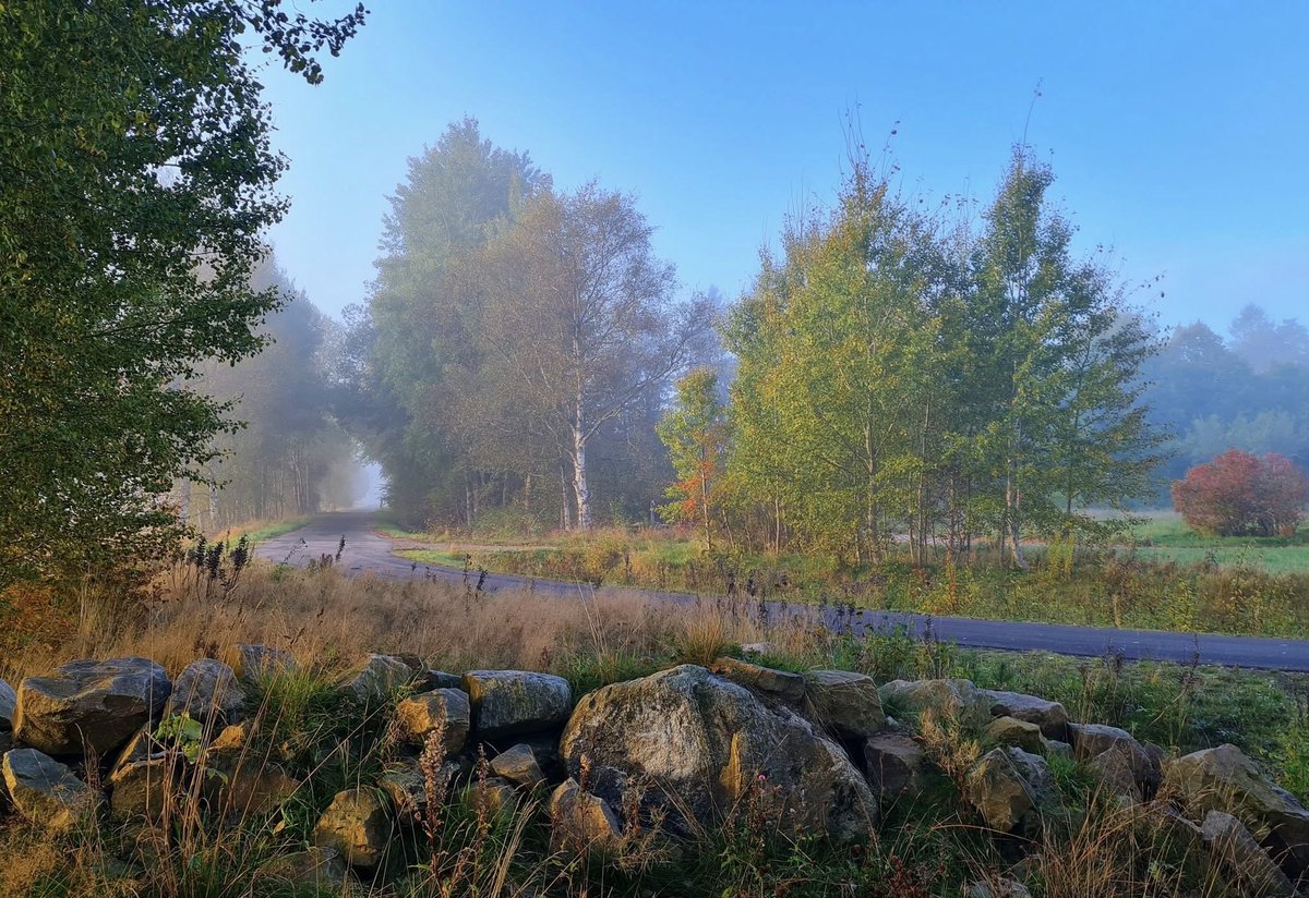 🇸🇪 Martijn tweet media