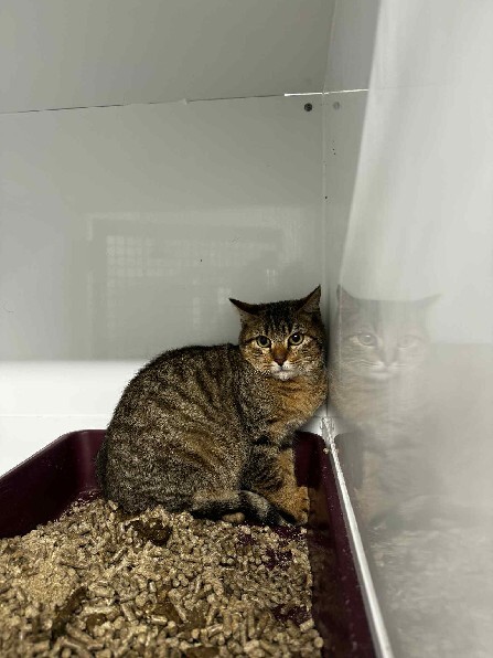 VigiPets.fr (@vigipets) on Twitter photo 🟢 🐱 Chat trouvé le 21/10/2025 à NANCY (54).
Mâle / Identifié(e) : Non
☎️ 03 83 23 33 23
📧 velaine@sacpa.fr
#VigiPets #chatperdu #chattrouve #chat #perdu #trouve 🟢 🐱 Chat trouvé le 21/10/2025 à NANCY (54).
Mâle / Identifié(e) : Non
☎️ 03 83 23 33 23
📧 velaine@sacpa.fr
#VigiPets #chatperdu #chattrouve #chat #perdu #trouve