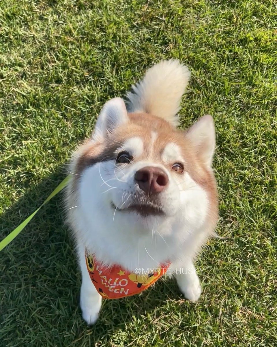 あんころもち (@omochi_anko3) / Posts / X