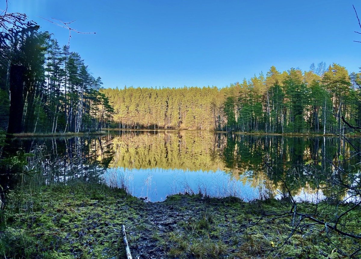 Autumn in Nuuksio National Park. 🍂🍁