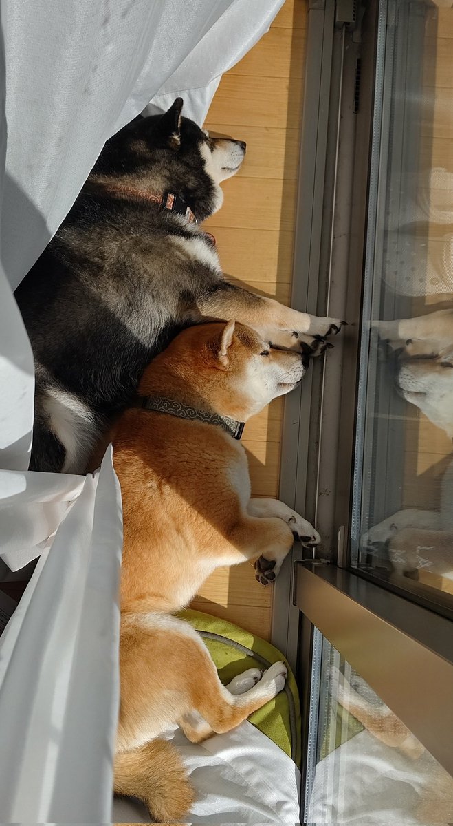 anko_0905's tweet image. 新しいお家で多分初めて
2匹でひなたぼっこしてる☺️

#柴犬 #豆柴 #今日のあんこ #今日のきなこ