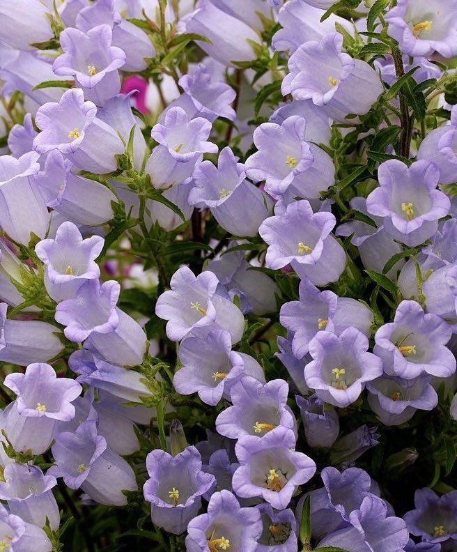 300moods's tweet photo. bellflowers https://t.co/FuSjwha1Aq