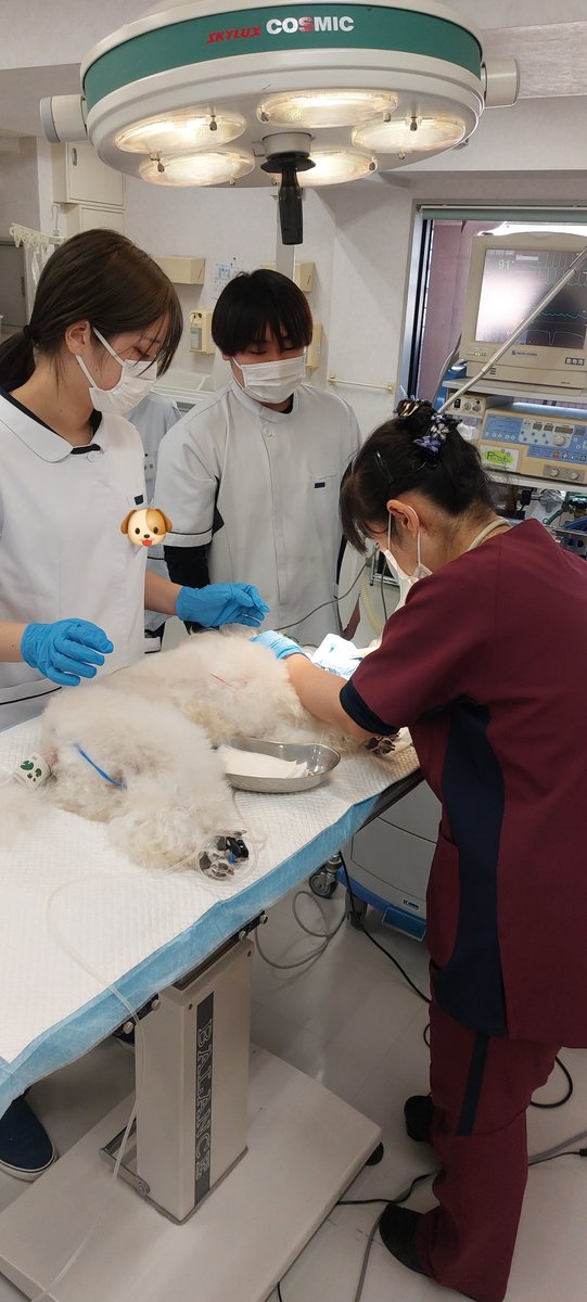 tbcpet's tweet photo. 動物看護師学科2年生のスケーリング実習の様子です！
実際に麻酔をかけて処置を行うため事前に授業で沢山の事を学んで覚えて📝…いざ実践‼ 実習は少人数で行うため全員に役割が与えられています。獣医師の指導のもと無事にスケーリングを行うことができました👏
#tbcpet #tbc #愛玩動物看護師 https://t.co/y8DJE75k1Q