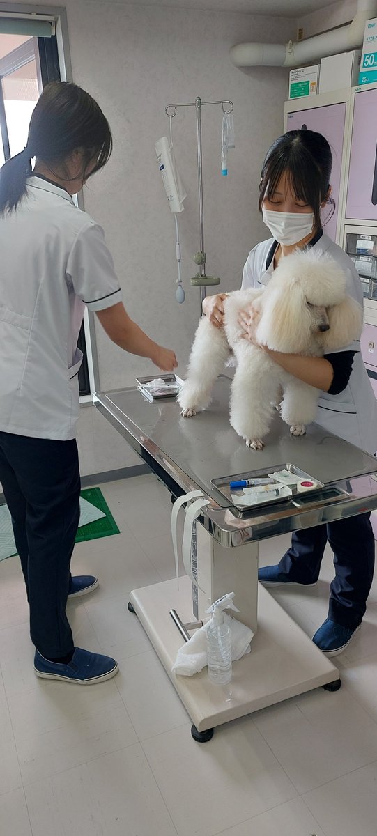 tbcpet's tweet photo. 動物看護師学科2年生のスケーリング実習の様子です！
実際に麻酔をかけて処置を行うため事前に授業で沢山の事を学んで覚えて📝…いざ実践‼ 実習は少人数で行うため全員に役割が与えられています。獣医師の指導のもと無事にスケーリングを行うことができました👏
#tbcpet #tbc #愛玩動物看護師 https://t.co/y8DJE75k1Q