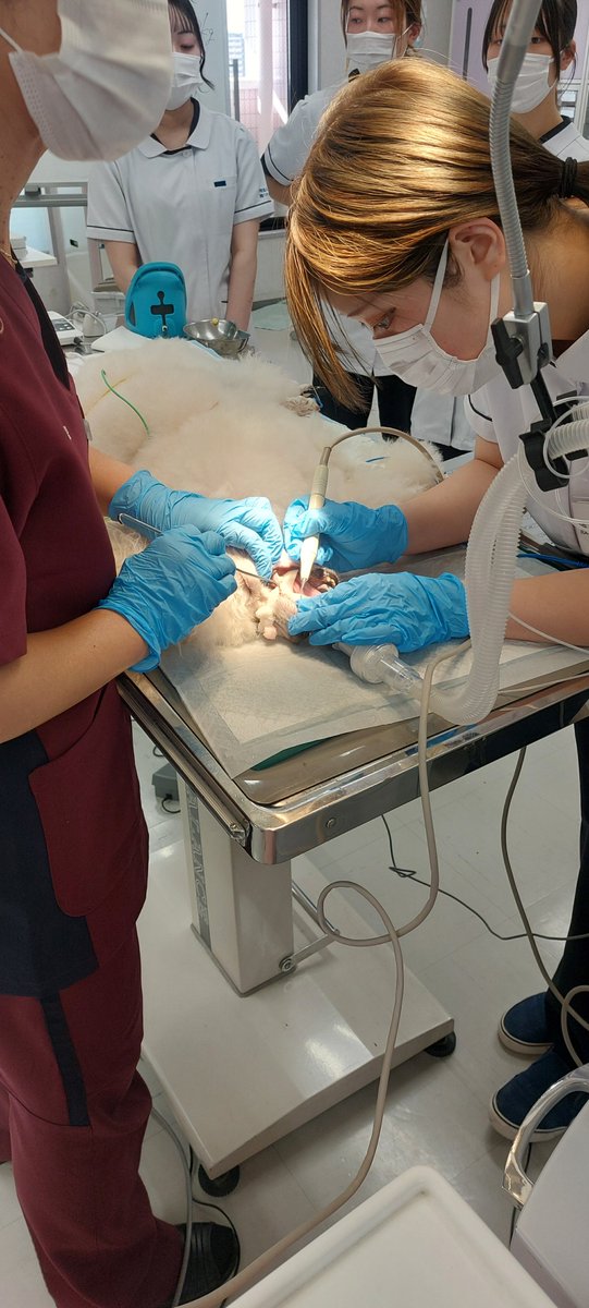 tbcpet's tweet photo. 動物看護師学科2年生のスケーリング実習の様子です！
実際に麻酔をかけて処置を行うため事前に授業で沢山の事を学んで覚えて📝…いざ実践‼ 実習は少人数で行うため全員に役割が与えられています。獣医師の指導のもと無事にスケーリングを行うことができました👏
#tbcpet #tbc #愛玩動物看護師 https://t.co/y8DJE75k1Q