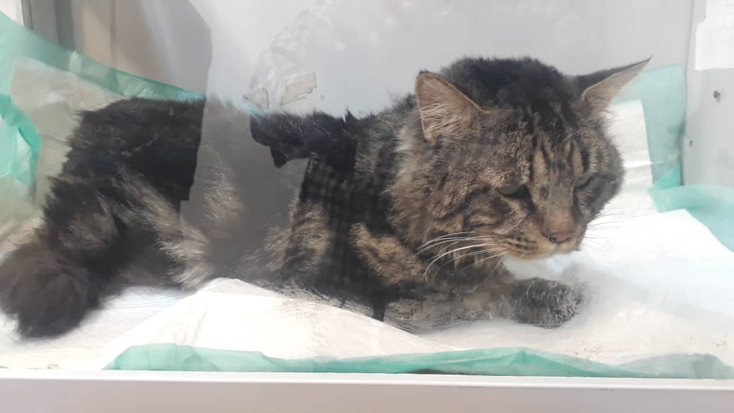 #جیگر_ناز یار قدیمی من از دیشب بستری شده و در اتاقک اکسیژن ازش نگهداری میشه مادر به قربون نگاهت بشه.  بچه ها اینجا در #بهشت_شیرین منتظرت هستن زودی برگردد رفیقات منتظرت هستن 
دوستان برای سلامتی جیگر ناز دعا کنید دست بوس همه شما مهربونا هستم .مرسی که در این مسیر منو تنها نمیزارید❤️