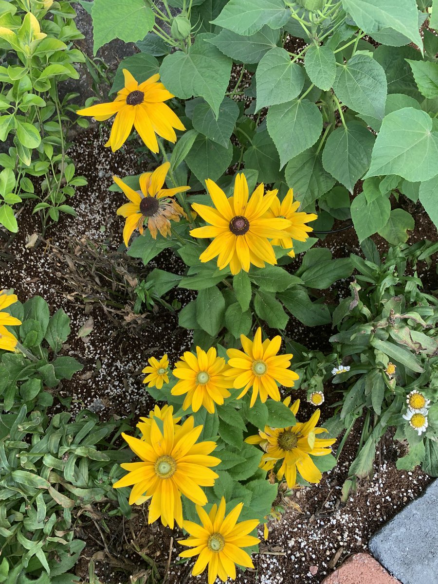 설득할수는 없지만
설명할수는 있는것…사과

나를 위한 시간은 없지만
너를 위한 시간은 있는것…기다림

날아 오를수는 없지만
날아올릴 수는 있는것…꿈

어둠은
뿌리칠수는 없지만
등불 하나 켤수는 있는것…희망

/ 명언 중에서