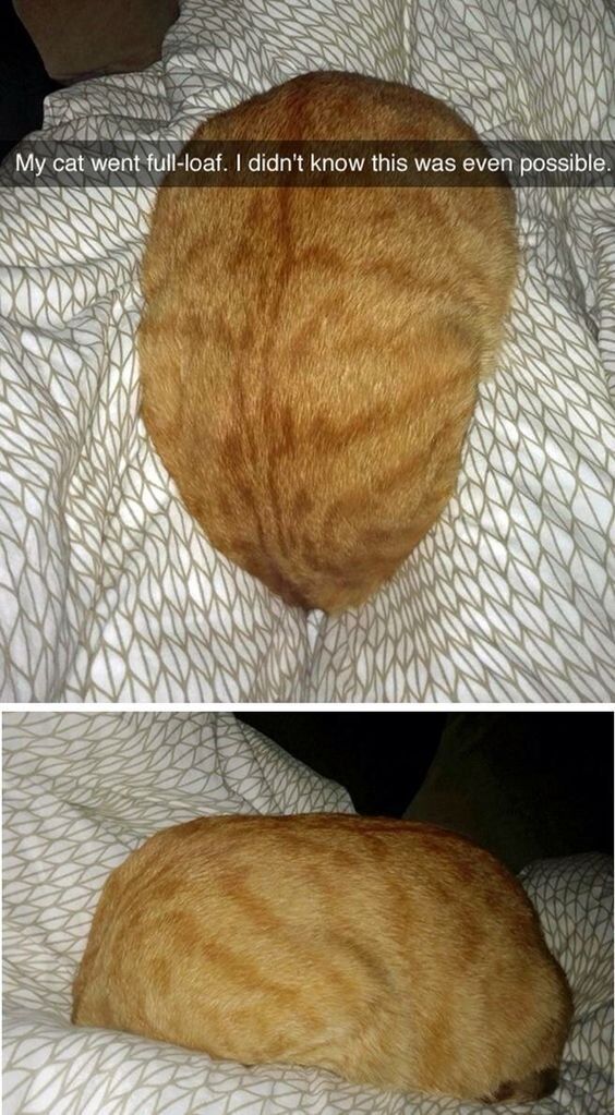 WholesomeMemes (@wholesomememe) on Twitter photo 