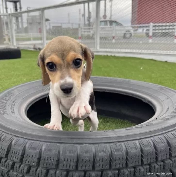 タイムライン浄化するビーグル🐶✦ᵒᵏᵎᵎᵎᵎ*⁎