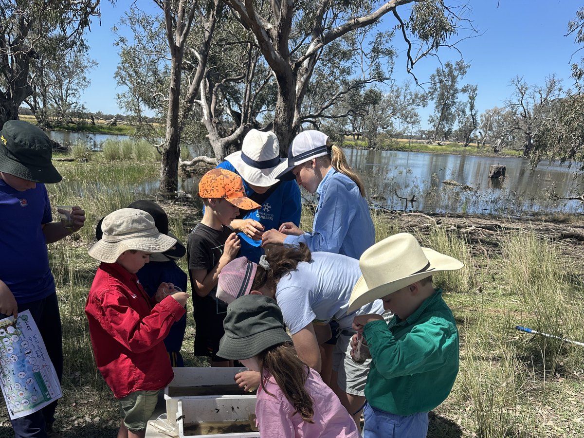 theCEWH's tweet photo. Why does #WaterForTheEnvironment matter? 🤔💧🌱

On a recent day of #OutdoorLearning at Wilbertroy Lagoon in the Jemalong Irrigation Area, students:

🔍 Caught and identified waterbugs.

🐟 Heard about fish and other native species.

🌐 Learned why environmental water is needed. https://t.co/ERmbxqOZOC