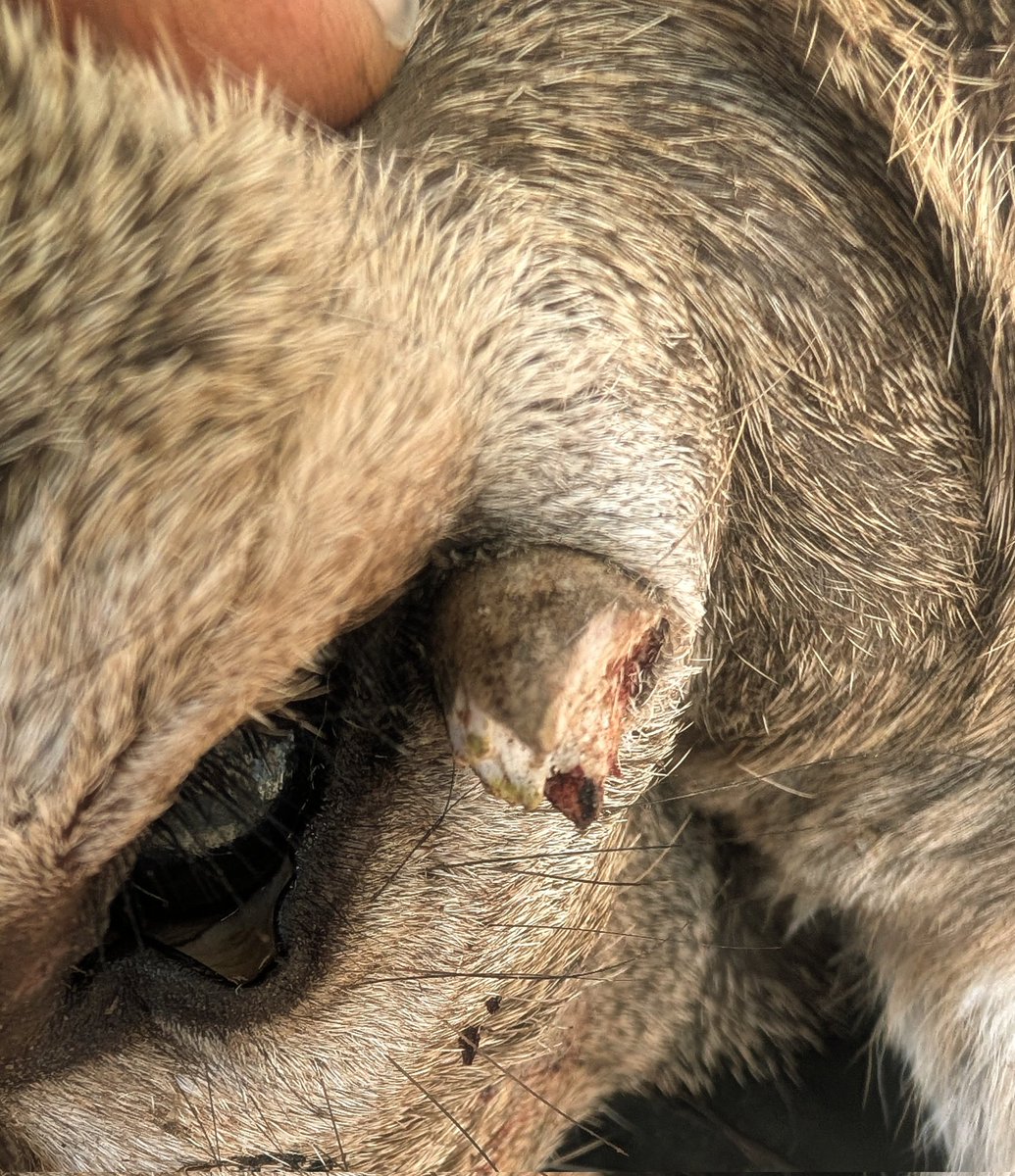 utahlion's tweet photo. Filled my Utah 2025 General season mule deer tag. This ole boy was a fighter, he had a 3" long antler tine embedded in his skull from battling during the last rut a year ago.  Tough animals! https://t.co/w2gxo5d2Nj