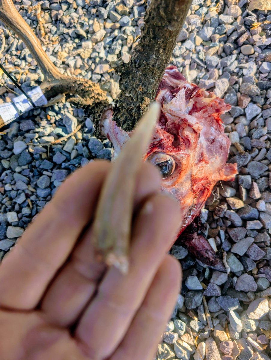 utahlion's tweet photo. Filled my Utah 2025 General season mule deer tag. This ole boy was a fighter, he had a 3" long antler tine embedded in his skull from battling during the last rut a year ago.  Tough animals! https://t.co/w2gxo5d2Nj