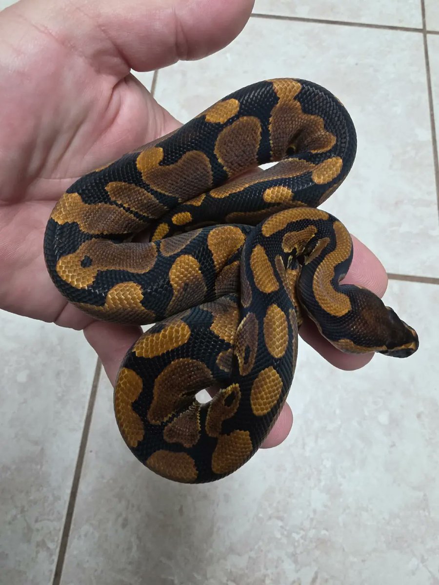 KaoticMorphz's tweet image. NR MANDARIN HET HYPO....🐍
#BALLPYTHON
#KAOTICMORPHZ