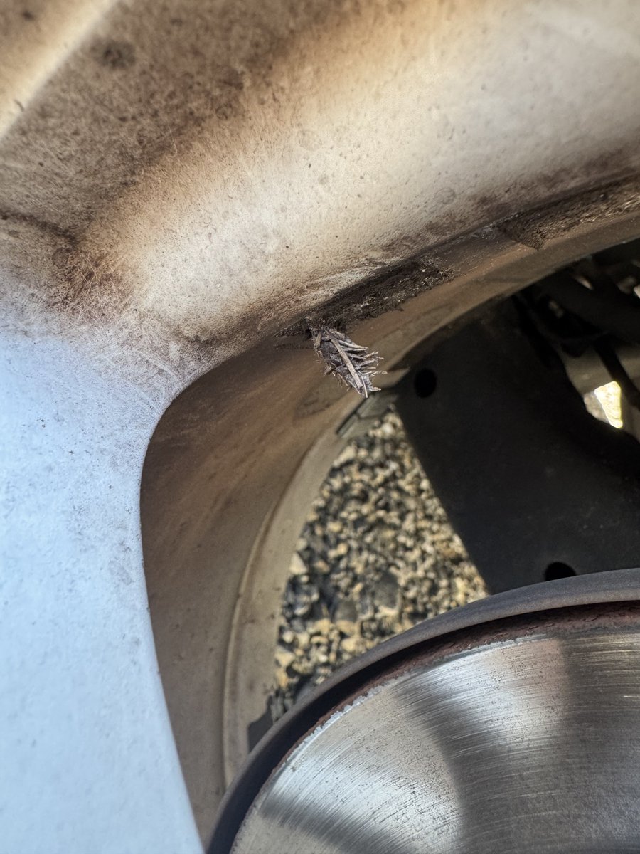 ホイールになんかゴミついてると思ったらミノムシさん
120km/h区間何回か走ってるけど大丈夫そ？