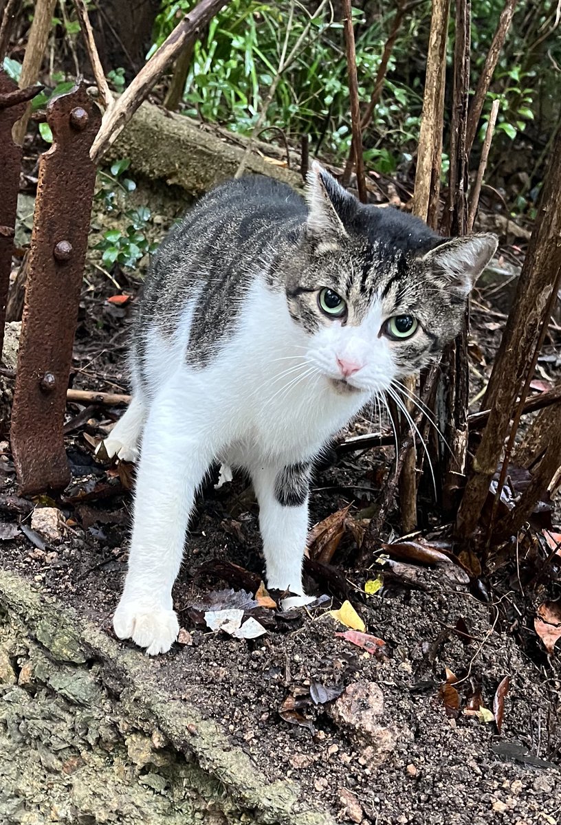 なっちゃん on X