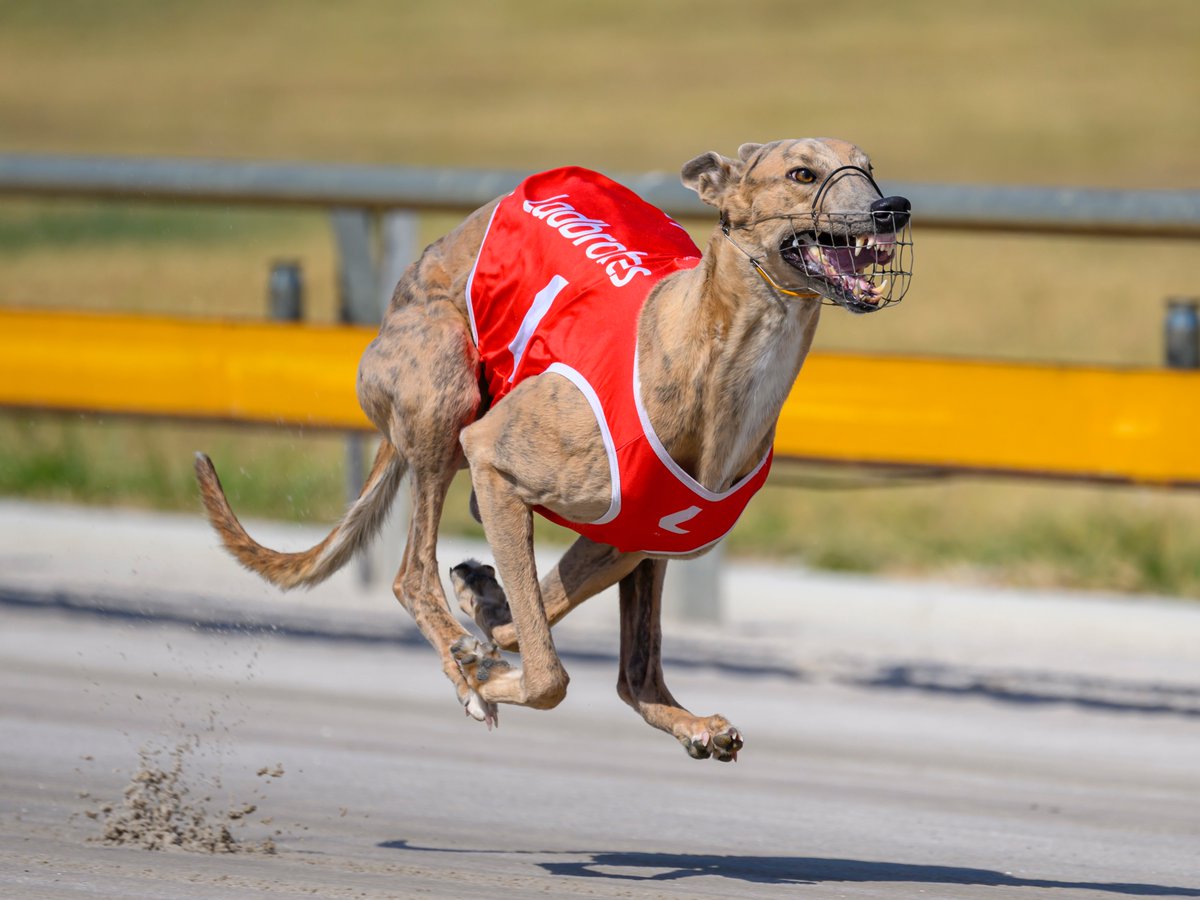 It's raceday everyday at The Q, but today's extra special, with 5 heats of the Lakeside Cup over 457m. Next week's final is worth $100,000 to the winner!

⏰ First heat at 7.34pm local time
🎥 LIVE BOX DRAW on Facebook after 9.30pm.
📗 Fields: thedogs.com.au/racing/ladbrok…

<a href="/RaceQLD/">RaceQ</a>