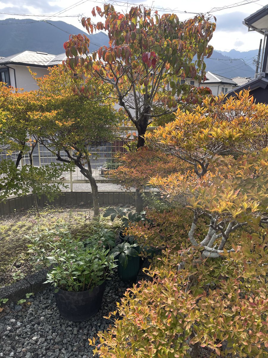 ハナミズキ - Search / X