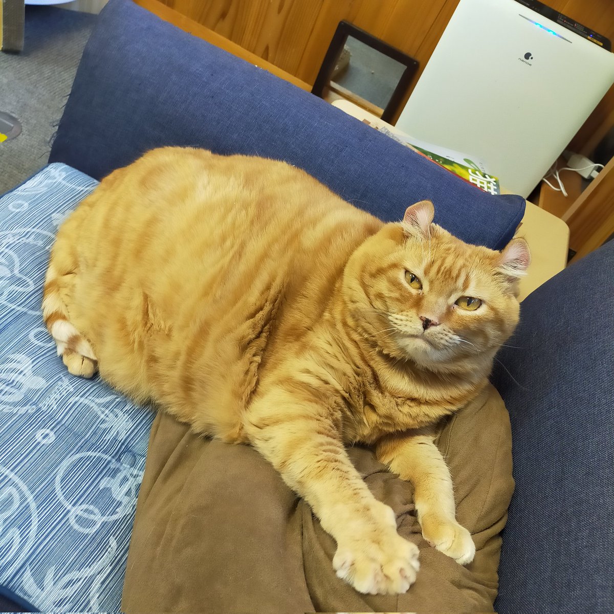 aizu_megoneko's tweet image. 猫休日明けの木曜日
#會津めごねこ 営業中です

今朝は放射冷却でかなり冷え込みましたが、今はぽかぽか
陽射しが穏やかな秋晴れ☀
貴重な晴れ間です✨
お散歩もいいですね

猫も温かくなっています❤
11匹のめごい猫に逢いに来てね〜！

#触れ合える猫カフェ
#猫休日
#固定ポスト見てね
#会津 ＃cat