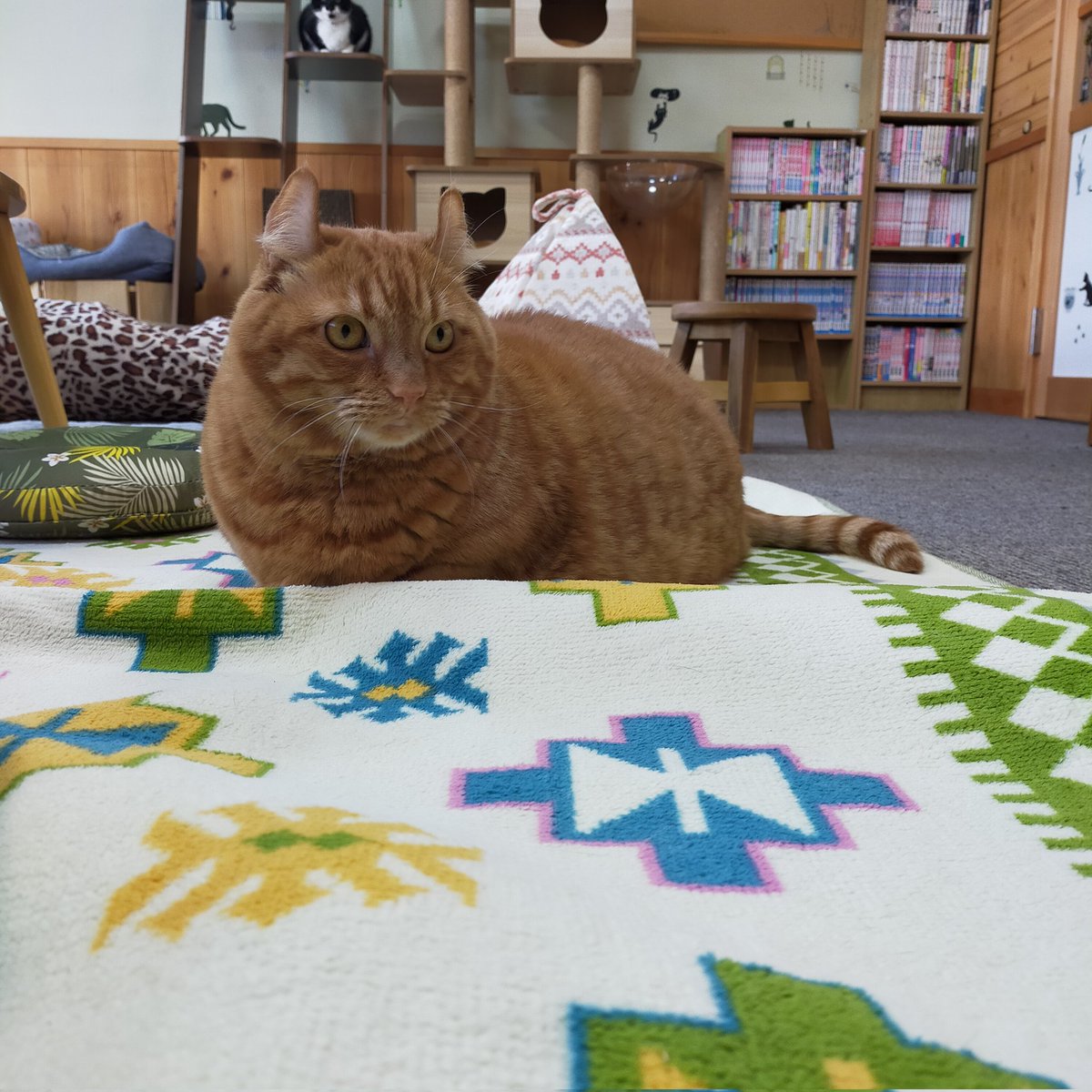 aizu_megoneko's tweet image. 猫休日明けの木曜日
#會津めごねこ 営業中です

今朝は放射冷却でかなり冷え込みましたが、今はぽかぽか
陽射しが穏やかな秋晴れ☀
貴重な晴れ間です✨
お散歩もいいですね

猫も温かくなっています❤
11匹のめごい猫に逢いに来てね〜！

#触れ合える猫カフェ
#猫休日
#固定ポスト見てね
#会津 ＃cat