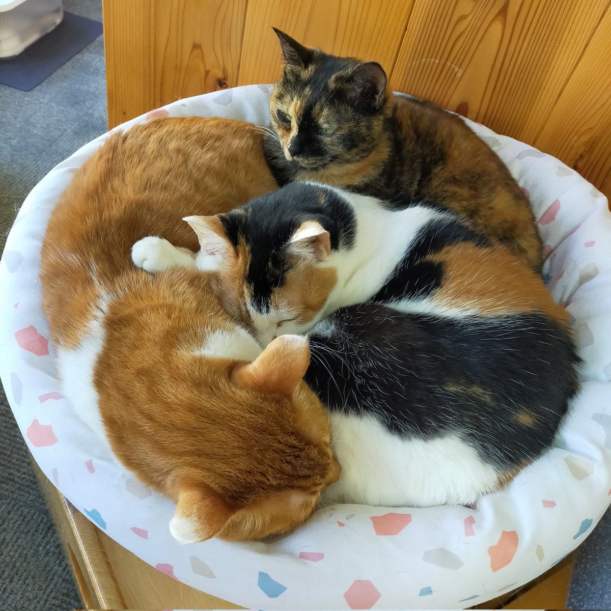 aizu_megoneko's tweet image. 猫休日明けの木曜日
#會津めごねこ 営業中です

今朝は放射冷却でかなり冷え込みましたが、今はぽかぽか
陽射しが穏やかな秋晴れ☀
貴重な晴れ間です✨
お散歩もいいですね

猫も温かくなっています❤
11匹のめごい猫に逢いに来てね〜！

#触れ合える猫カフェ
#猫休日
#固定ポスト見てね
#会津 ＃cat